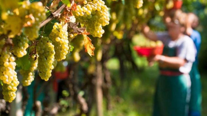 Esonero contributivo per la filiera agricola: le aziende che possono richiedere lo sgravio Filiera agricola, produzione uva