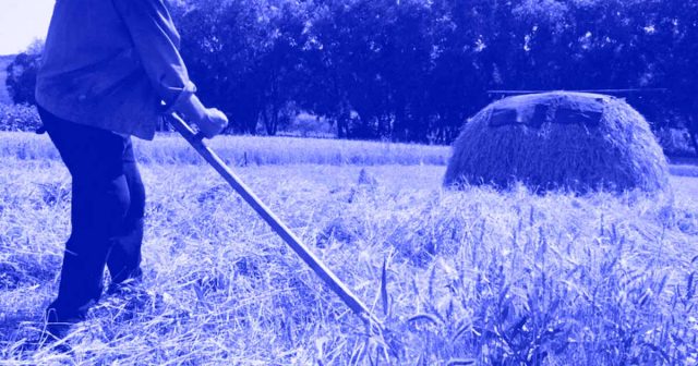 Grano fermo nei porti, lo scenario di una crisi alimentare