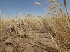 Siccità, via agli indennizzi AgriCat: la Campania attiva il sostegno alle aziende agricole colpite Grano siccità