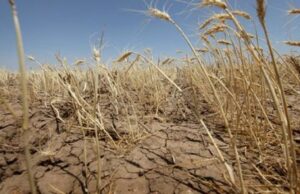 Siccità, via agli indennizzi AgriCat: la Campania attiva il sostegno alle aziende agricole colpite Grano siccità