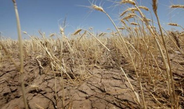 Grano siccità