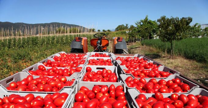 Lavoro in agricoltura. Tavolo di confronto tra Lollobrigida, Calderone e i sindacati Agroalimentare Campania - agricoltura