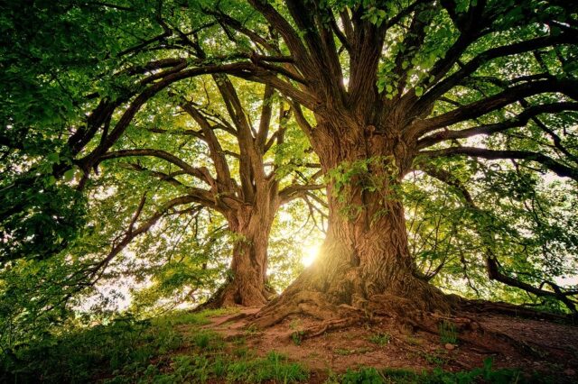 Forestazione