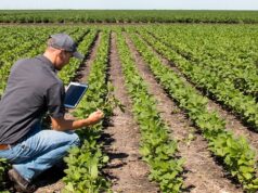 Agricoltura 2025: produzione in lieve crescita, redditività in ripresa. Il Sud traina il valore aggiunto Bonus Pmi agroalimentare - agricoltura