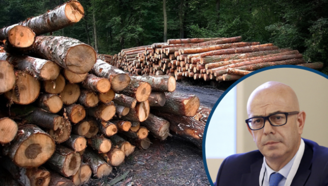 Disinformazione forestale Opinione Francesco Napoli