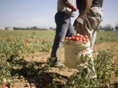 Campania, 39 milioni di euro per l’agricoltura: liquidità per le imprese e nuovi investimenti Agricoltura lavori campo sole