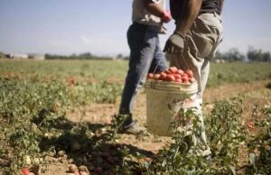 Campania, 39 milioni di euro per l’agricoltura: liquidità per le imprese e nuovi investimenti Agricoltura lavori campo sole