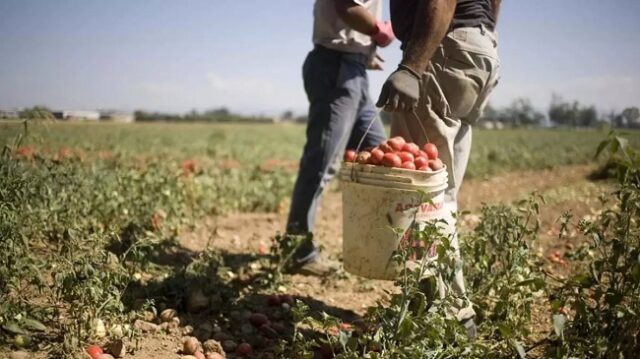 Agricoltura lavori campo sole