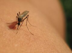 West Nile, rischio in aumento con il caldo: monitoraggio attivo ma nessun allarme West Nile
