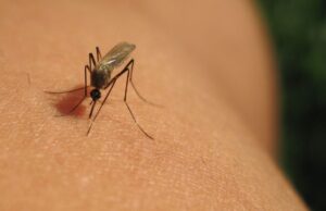 West Nile, rischio in aumento con il caldo: monitoraggio attivo ma nessun allarme West Nile