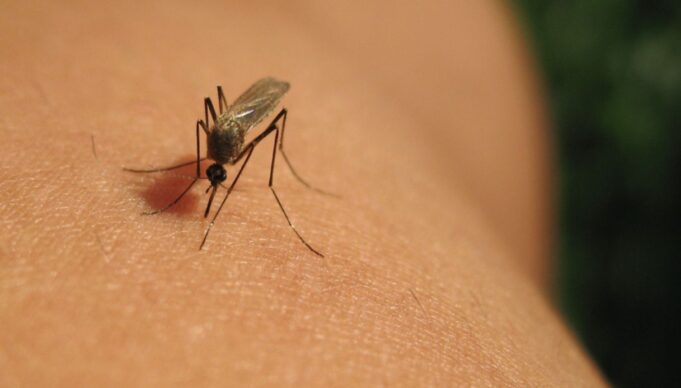 West Nile, rischio in aumento con il caldo: monitoraggio attivo ma nessun allarme West Nile