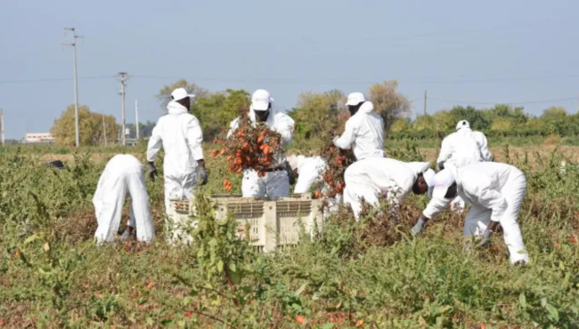 Decreto Flussi, il governo apre all’arrivo di 500 mila lavoratori stranieri Decreto Flussi - lavoratori campi - agricoltura