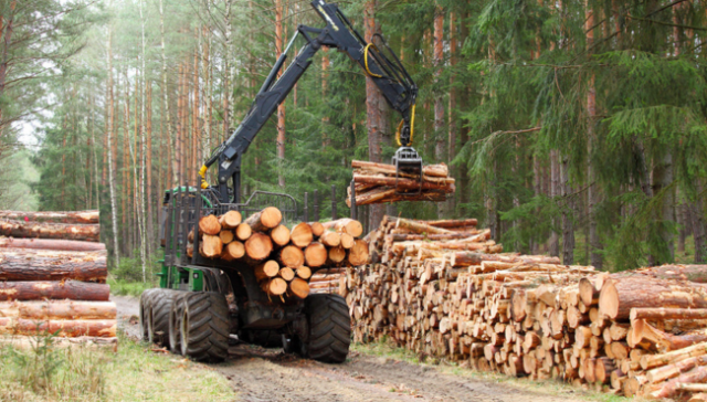Biomasse legno - Foto energia dal legno Biomasse legno - Foto energia dal legno