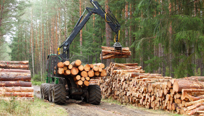 Energia rinnovabile e sicurezza ambientale: perché le biomasse sono decisive Biomasse legno - Foto energia dal legno