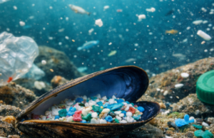 Microplastiche, cosa sono e perché preoccupano: presenza ovunque e rischi ancora poco conosciuti Microplastiche