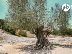 Ulivi secolari, il capitale nascosto del Mezzogiorno: quando un albero vale più dell’olio che produce olivo