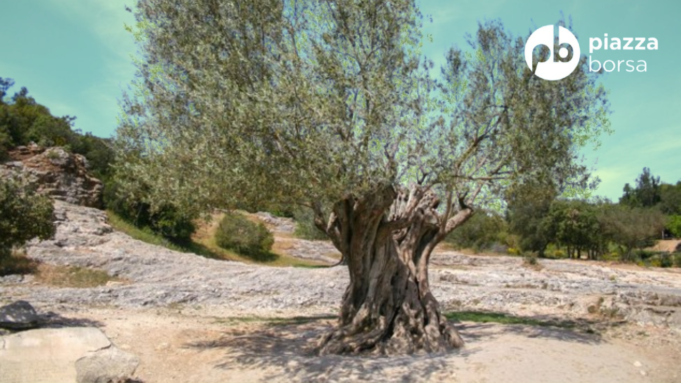 Ulivi secolari, il capitale nascosto del Mezzogiorno: quando un albero vale più dell’olio che produce olivo