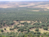 Olio, confronto al Masaf tra Governo e Regioni del Sud: Campania chiede interventi urgenti su liquidità, giacenze e filiera