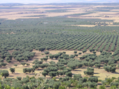 Olio, confronto al Masaf tra Governo e Regioni del Sud: Campania chiede interventi urgenti su liquidità, giacenze e filiera