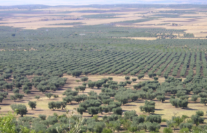 Olio, confronto al Masaf tra Governo e Regioni del Sud: Campania chiede interventi urgenti su liquidità, giacenze e filiera